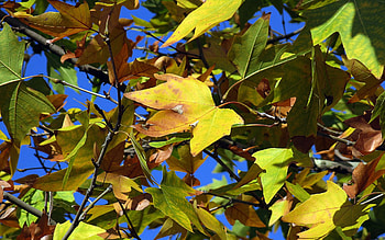 Fond d'Ecran, TLcharger Gratuitement HD wallpaper