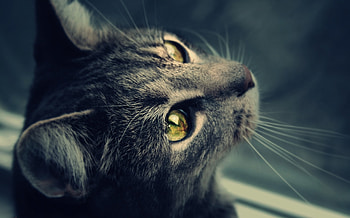 Animals, Cat, Eyes, Sight, Opinion, Wool HD wallpaper