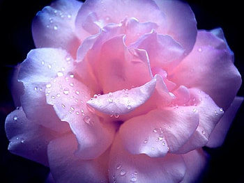 Pink Perfection, blue, head, rose, pink, pretty, violet, petals, single, droplets HD wallpaper