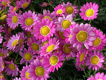 Flowers, Pink, Close-Up, Greens, Flower Bed, Flowerbed HD wallpaper