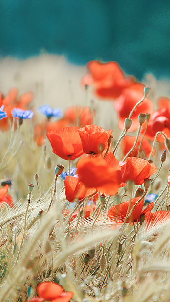 Poppy field meadow, Vibrant red flowers, Scenic , Nature's beauty HD phone wallpaper