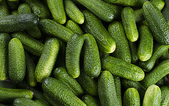 cucumbers, fresh vegetables, background with cucumbers, green cucumbers, vegetables HD wallpaper