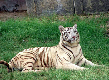 Tiger, cool, beautiful HD wallpaper