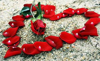 Flowers, Stones, Rose Flower, Rose, Petals, Romance, Heart HD wallpaper
