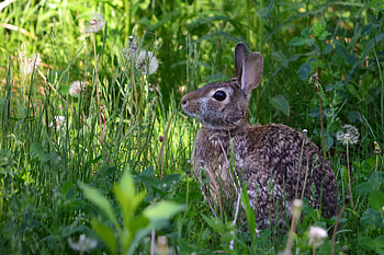 Animals, Grass, Fluffy, Animal, Rabbit HD wallpaper