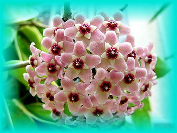 Hoya-bella HD wallpaper