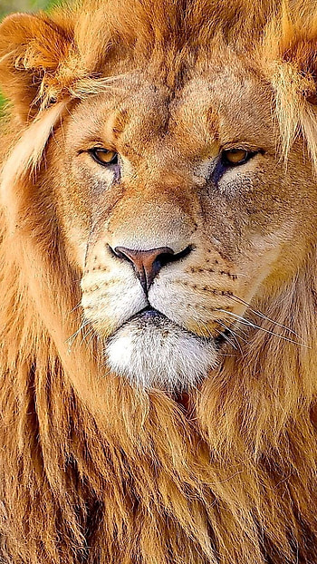 Lion , Strongest Animal HD phone wallpaper