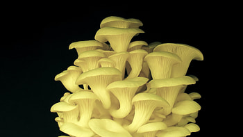 Oyster mushrooms, Growing process, Soil time lapse, Stock video footage HD wallpaper
