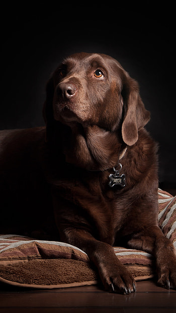 Labrador Retriever, Animal friend, Lovable companion, Trustworthy breed HD phone wallpaper