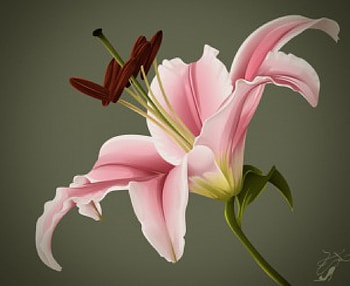 Bloom, plant, nature, flower HD wallpaper