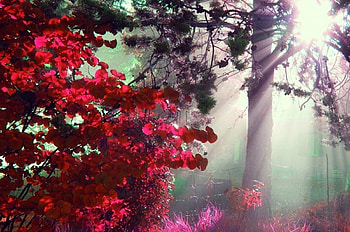 Light, rays, leaves, trees, sun, forest, tree HD wallpaper