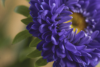 Flowers, Flower, Macro, Petals HD wallpaper