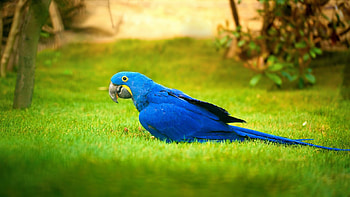 Macaw bird on grass, Parrot , , Vibrant and captivating HD wallpaper