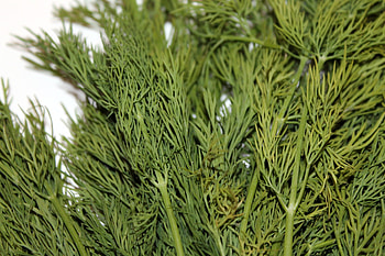 Nature's herb collection, Herbaceous beauty, Aromatic delights, Botanical wonders HD wallpaper