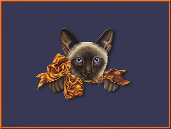 baby blue eyes, blue eyes, pretty, ribbons and bows, cats, new HD wallpaper