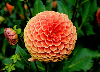 Vibrant close-up of an orange dahlia flower blooming in a lush garden. HD wallpaper