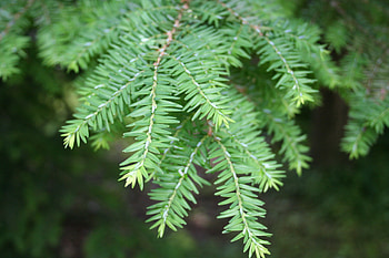 Hemlock tree, Eastern Nebraska, Forest service, Nature's contribution HD wallpaper