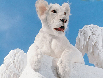 White Lion Cub, animal, white, cub, baby, cats, cat, lion HD wallpaper