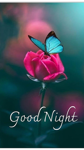 Good Night, Beautiful Rose HD phone wallpaper