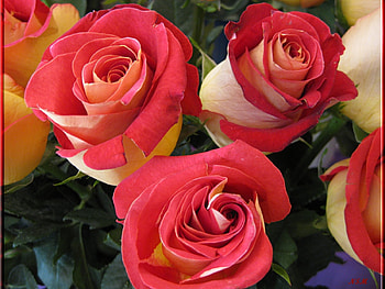 Plants, Flowers, Roses HD wallpaper