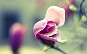 Grass, Flower, Plant, Macro, Petals HD wallpaper