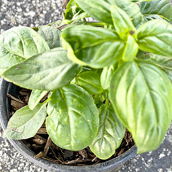 Add basil plant, Farm box, 3 gallon, Venaver events HD phone wallpaper