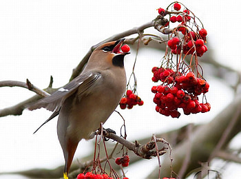 Beautiful Bird, cute, beautiful, bird HD wallpaper