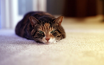Animals, Cat, Lies, Muzzle, Sleepy HD wallpaper
