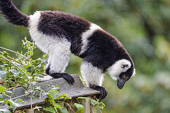 Animals, Sight, Opinion, Animal, Lemur, Profile HD wallpaper