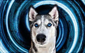 Siberian Husky, blue grunge background, cute animals, pets, dogs, vortex, Husky with blue eyes, Husky , husky, abstract siberian husky HD wallpaper