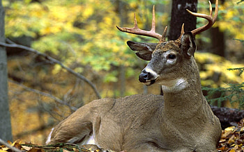 Animals, Grass, Autumn, Leaves, Deer HD wallpaper