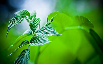 Fresh mint leaves, Refreshing aroma, Herbal tea ingredient, Culinary herb HD wallpaper