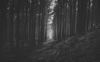 Nature, Trees, Forest, Branches, Bw, Chb HD wallpaper
