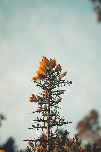 Flowers, Plant, Barbed, Spiny, Wild HD phone wallpaper