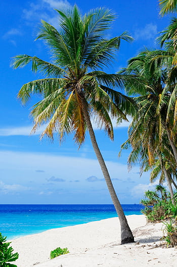 Stunning tropical beach with palm trees on Fuvahmulah Island, Maldives, showcasing white sands and blue ocean. HD phone wallpaper