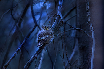 Eurasian Pygmy Owl, owl, birds HD wallpaper