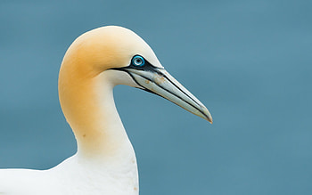 Animals, Birds HD wallpaper