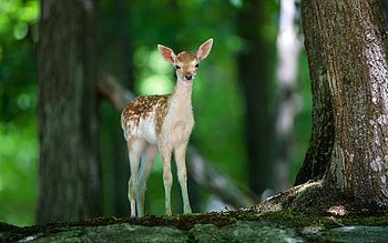 Animals, Deers HD wallpaper