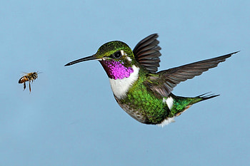 Humming Bird, humming, beautiful, bird HD wallpaper