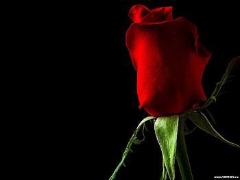 Simply Red, rose, red, flower HD wallpaper