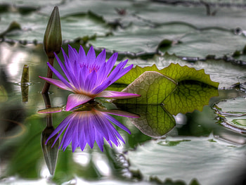 Flowers, Water, Leaves, Bud, Loose, Water Lily, Dissolved HD wallpaper