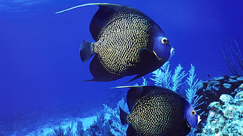 Angelfish, French Angelfish, Pomacanthus HD wallpaper