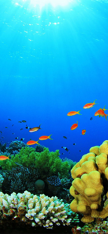 Great Barrier Reef, Stunning marine life, Coral reef ecosystem, Natural wonder HD phone wallpaper