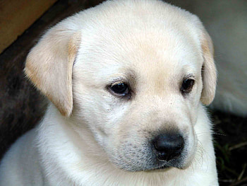 Animals, Dog, Muzzle, Sadness, Sight, Opinion, Puppy, Labrador, Sorrow HD wallpaper