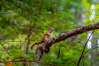 Animals, Squirrel, Branch, Animal, Nice, Sweetheart, Rodent HD wallpaper