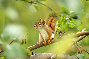 Animals, Squirrel, Wood, Sit, Tree, Blur, Smooth, Branch HD wallpaper