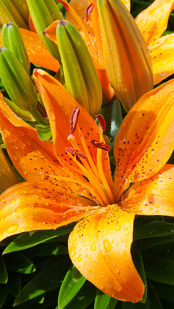 Orange Lily, Lilies HD phone wallpaper