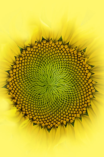 Drops, Flower, Macro, Petals, Sunflower HD phone wallpaper