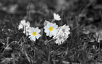 Nature, Field, Black And White HD wallpaper