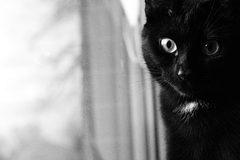 Animals, Cat, Muzzle, Eyes, Bw, Chb, Black Cat HD wallpaper